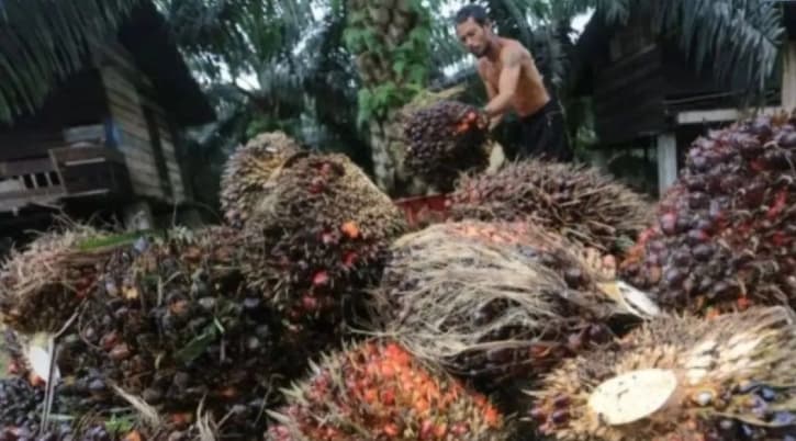 Musim Mas Pangkas Emisi Karbon 11 Persen dan Latih 48.500 Petani Sawit untuk Perkuat Daya Saing Global
