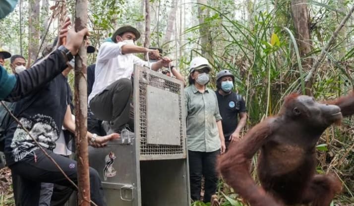 Menteri Kehutanan Lepasliarkan Dua Orangutan Korban Penyelamatan dari Kebun Sawit di Ketapang, Kalimantan Barat