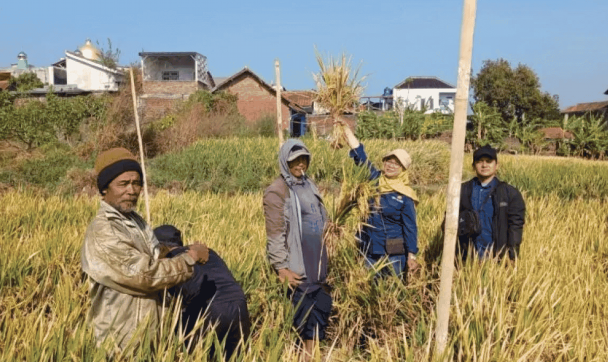 Dispertan Garut Prediksi Panen Padi Oktober Capai 7.869 Hektare, Produksi Gabah Meningkat Meski Kemarau