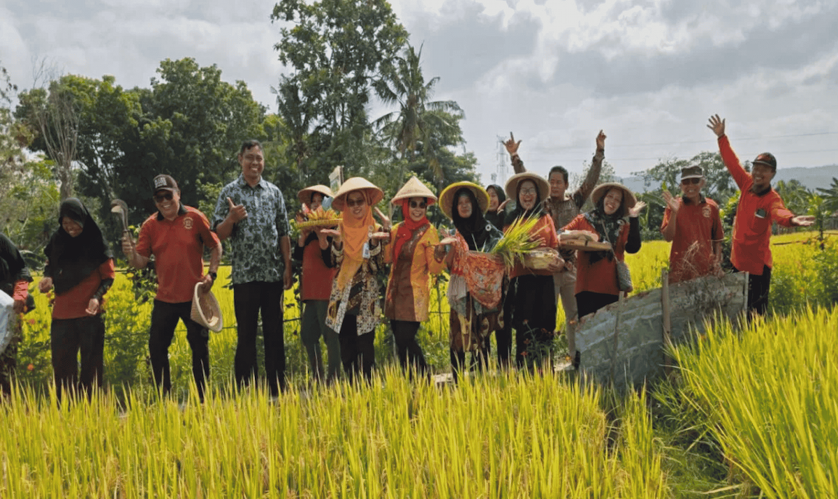 Petani Sleman Panen Padi Sehat 9,76 Ton per Hektare, Sistem Irigasi Ramah Lingkungan Lampaui Rata-Rata Daerah