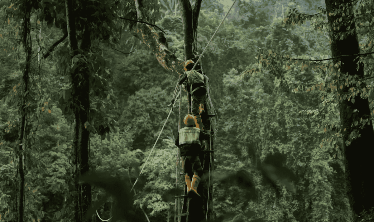 PT NSHE Bangun Tiga Jembatan Satwa di Batang Toru untuk Menjaga Konektivitas Habitat Primata