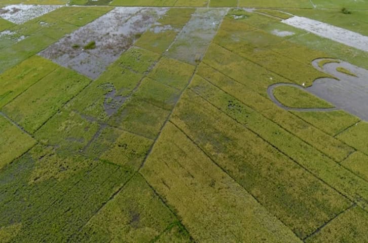 Ratusan Hektare Sawah Terendam Banjir di Aceh Utara, Petani Terpaksa Panen Padi Lebih Awal untuk Hindari Gagal Panen