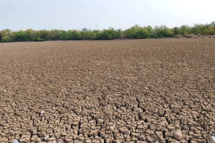 Kementan Targetkan Asuransi Pertanian 100 Ribu Hektare pada 2026, Petani Dapat Subsidi Premi 80 Persen