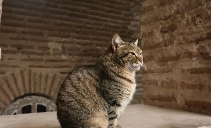 Fenomena Selebcat Viral di Media Sosial, Dokter Hewan Ingatkan Risiko Stres pada Kucing di Tempat Umum