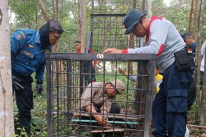 Ngeri! Harimau Sumatra Diduga Masuk Permukiman Desa Suak Lanjut Riau