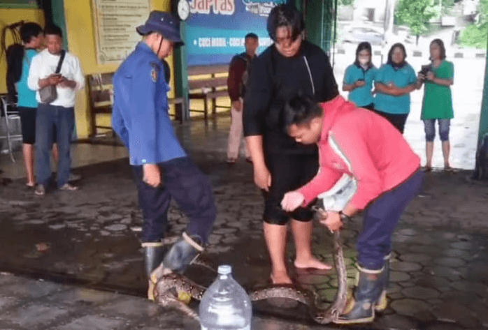 Ngeri! 5 Ular Sanca Masuk Restoran hingga Gigit Karyawan di Bantul