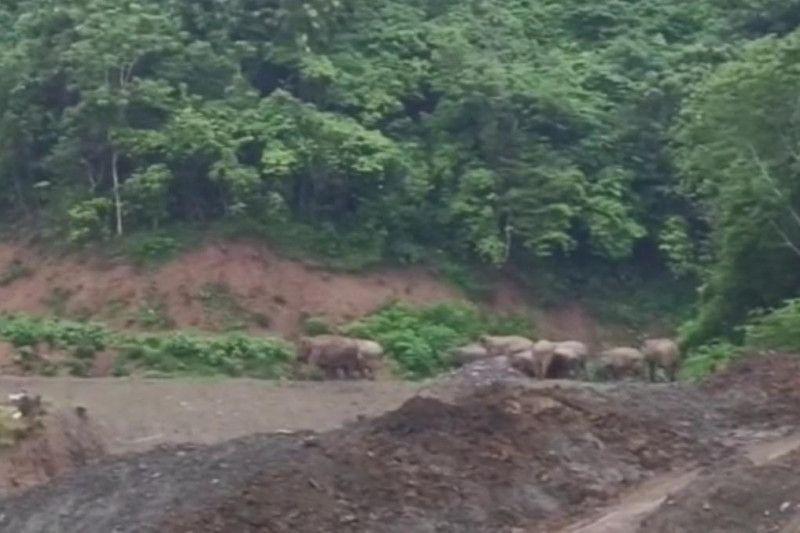Sejumlah Gajah Liar Berkeliaran di Pidie hingga Aktivitas Petani Setempat Perganggu