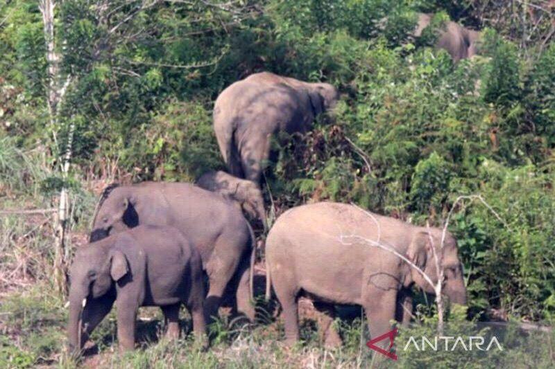 Kawanan Gajah Liar Rusak Lahan Peremajaan Sawit di Aceh Jaya