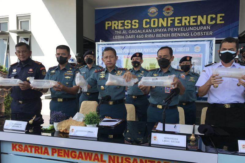 TNI AL Gagalkan Penyelundupan 466 Ribu Benur Lobster Senilai Rp46,7 Miliar.