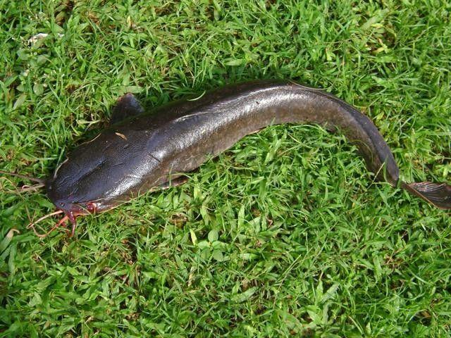 Selain Salmon, 6 Ikan Lokal Ini Punya Kandungan Omega 3 Tinggi