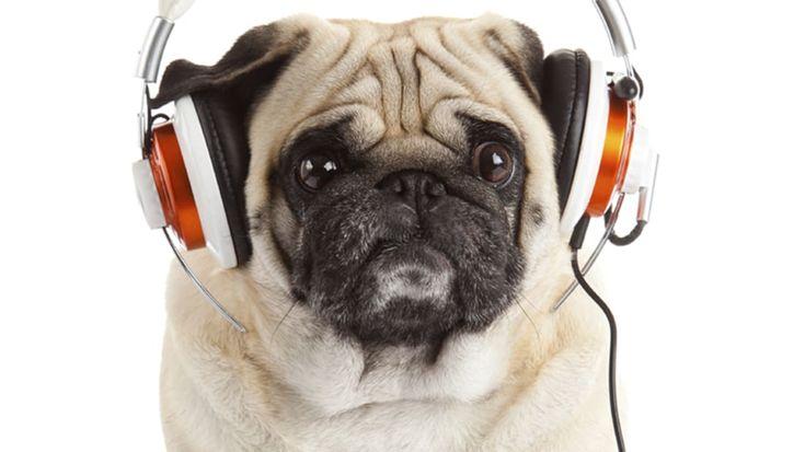Hewan Ini Juga Suka Dengar Musik, Lho!