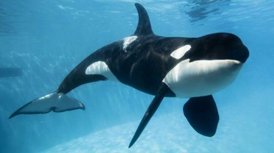 Kiska si Paus Orca Paling Kesepian Mati di Penangkaran