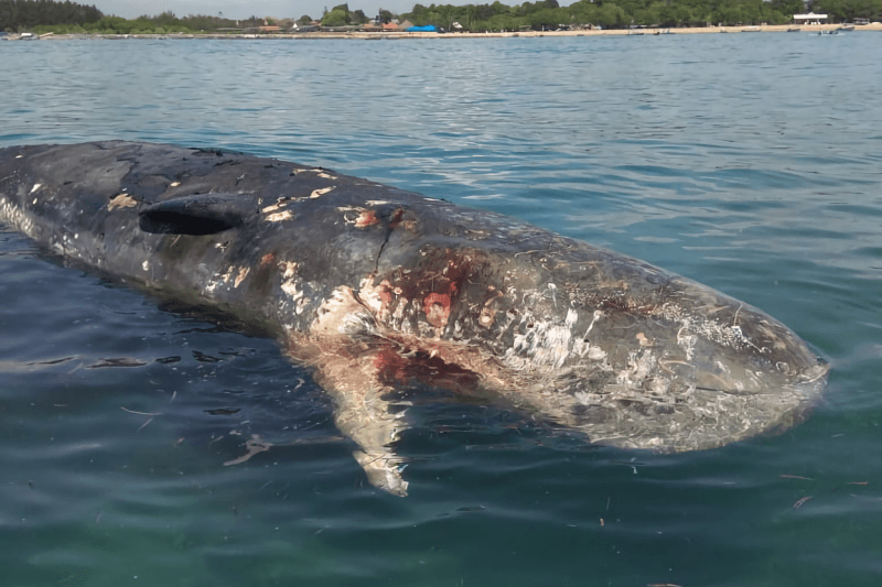 Paus Sperma Mati di Sungai Yodo Osaka akan Ditenggelamkan Pekan Ini