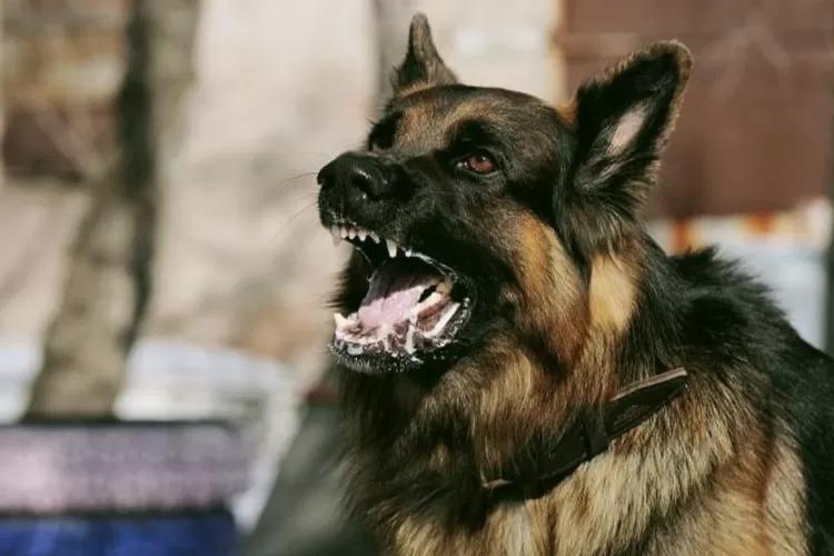 Meski Bebas Rabies, 11 Provinsi di Indonesia Ini Harus Tetap Waspada