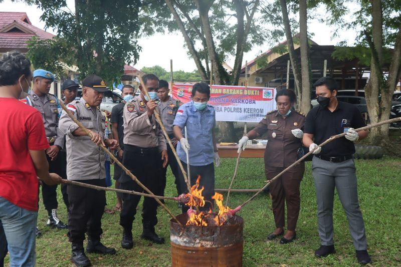 1,7 Kilogram Ganja Dimusnahkan Polres Keerom Papua