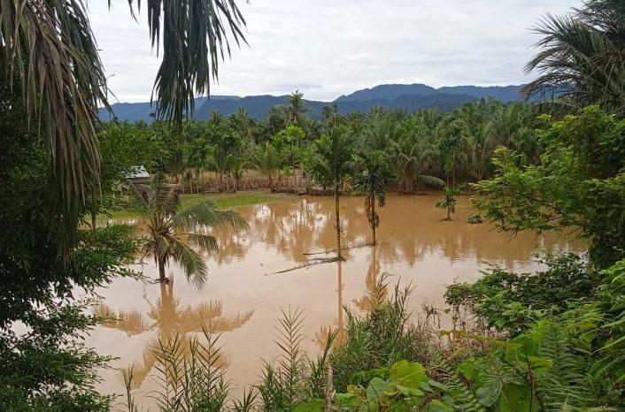 20 Hektare Lahan Pertanian di Pasaman Barat Rusak Imbas Dialnda Banjir