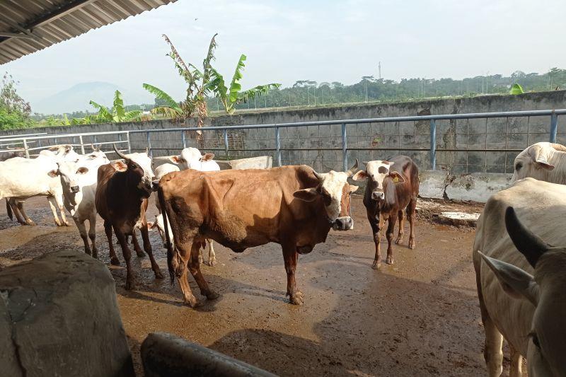 35 Ekor Ternak Kurban di Lebak Mengidap Cacar Mulut dan Radang Mata