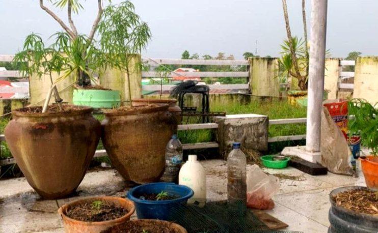 Polisi Tangkap Pria di Gowa Sengaja Tanam Ganja Dalam Pot