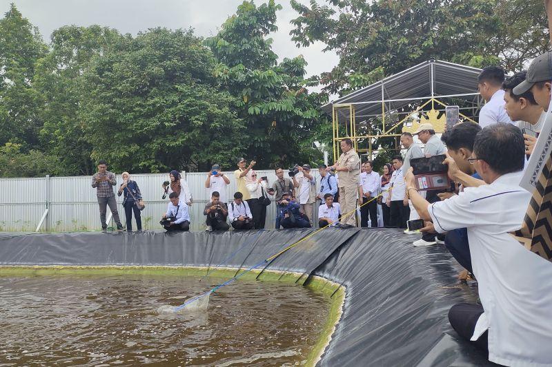 Budidaya Udang Vaname di Lampung Bertransformasi dari Laut ke Air Tawar