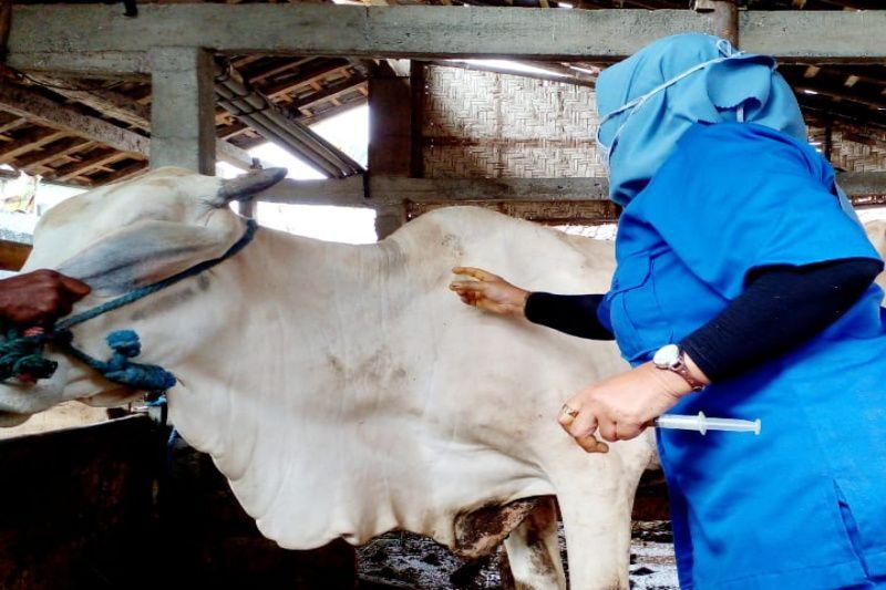 Waspada Penyakit Antraks, Dinkes Kulon Progo Ingatkan Warga Peternak