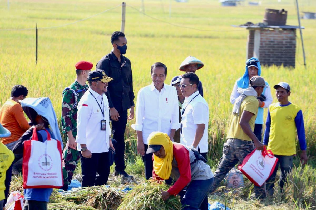 Presiden Jokowi Didampingi Mentan SYL Panen Raya Padi di Ngawi