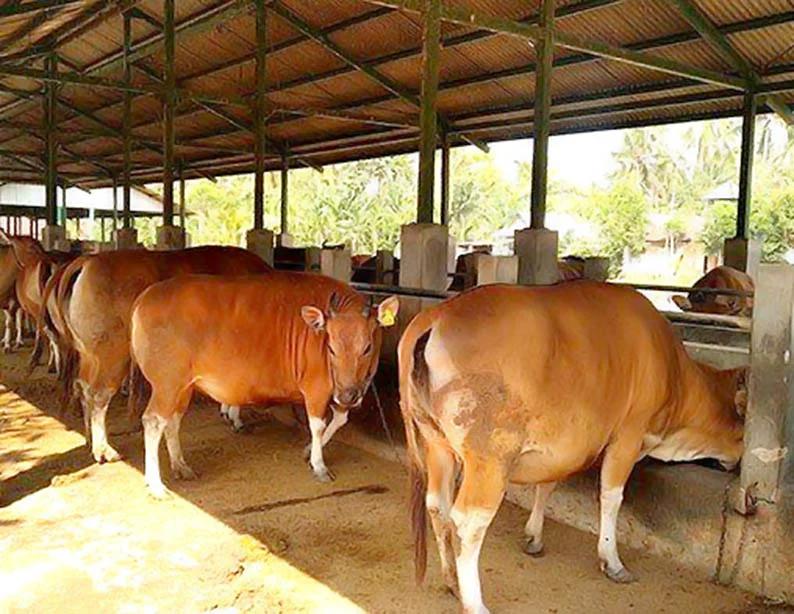 Setjen DPR Tebar Hewan Kurban 16 Sapi dan 13 Kambing