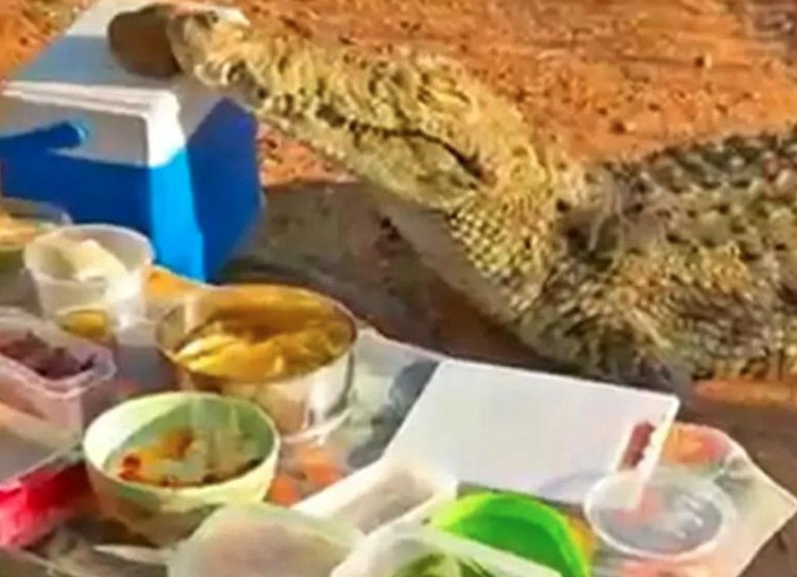 Ngeri! Buaya di Afrika Selatan 'Mampir' ke Tempat Piknik dan Curi Boks Pendingin