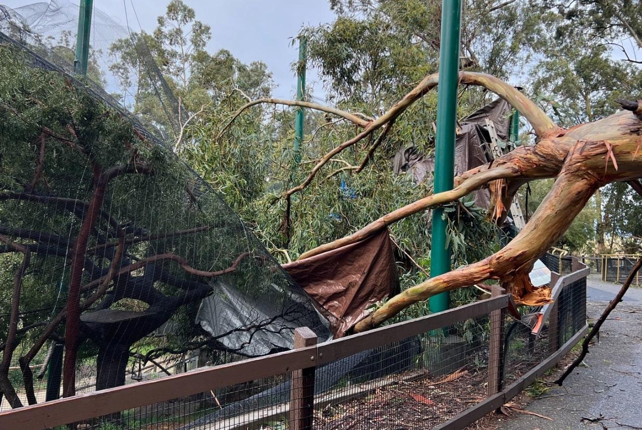6 Ekor Burung Afrika Kabur Usai Kandangnya Hancur Tertimpa Pohon Besar