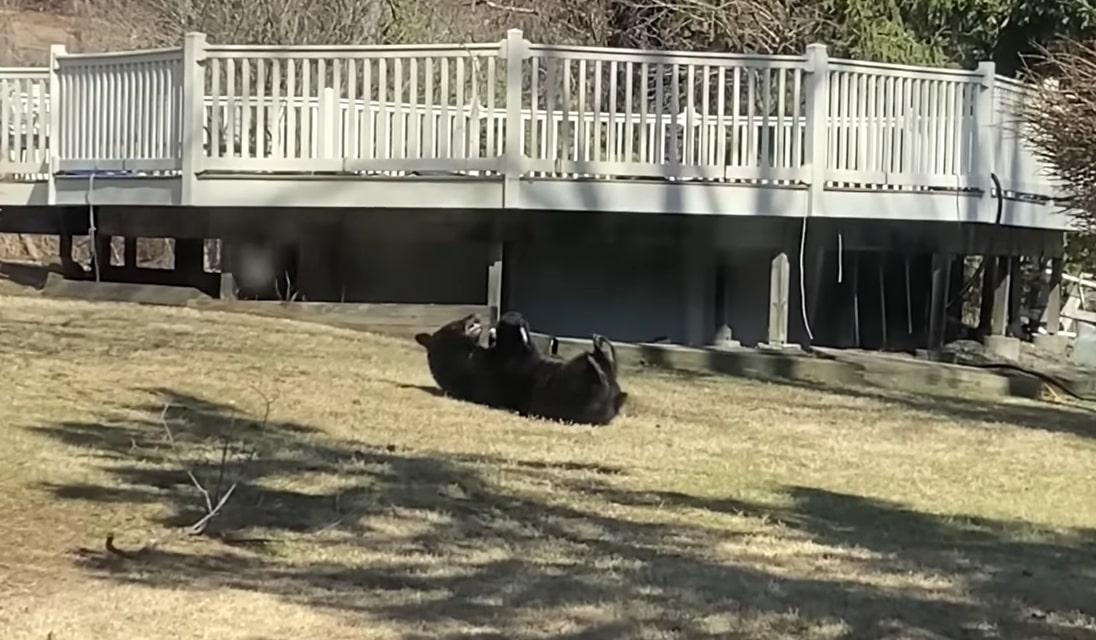 Ngeri tapi Lucu, Beruang Ini Main Bola hingga Lompat-lompat Trampolin di Halaman Rumah New York