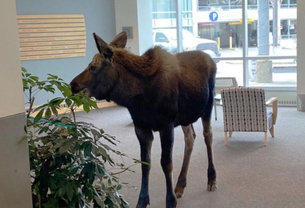 Heboh Rusa Besar Masuk dan Makan Pepohonan di Rumah Sakit di Anchorage Alaska