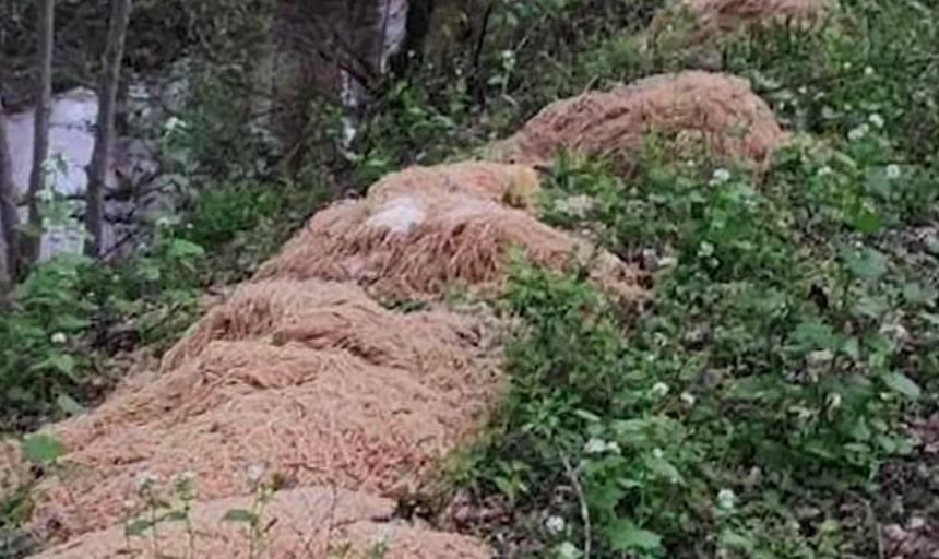 Aneh, Pasta Matang Seberat 500 Pon Ditemukan Terbuang di Tepi Sungai New Jersey