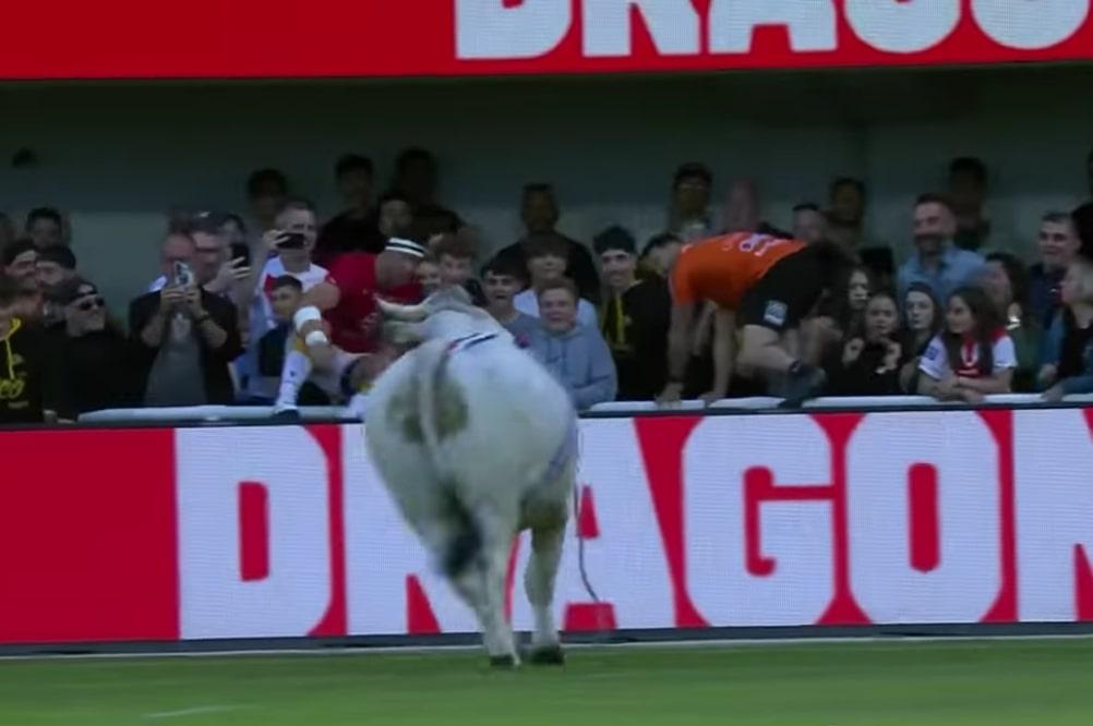 Banteng Kabur dan Lari ke Lapangan Rugby di Prancis Bikin Pemain Kabur Terbirit-birit