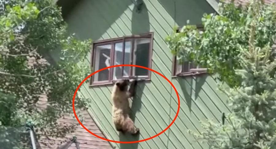 Beruang Ini Masuk Rumah Warga Colorado, Curi Daging Babi hingga Gelantungan di Jendela