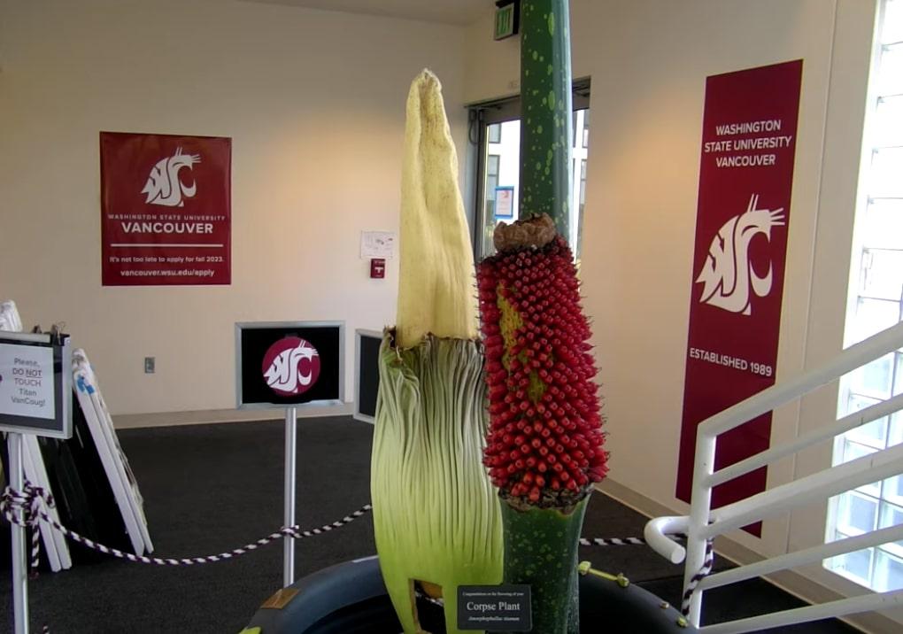 Wow! Bunga Bangkai Berukuran Besar Mekar di Washington State University