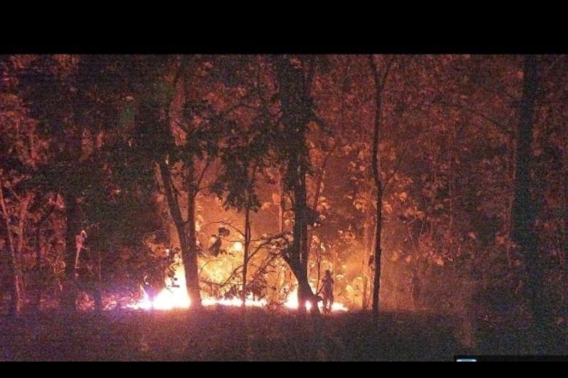 Musim Kemarau, Hutan Jati di Taman Nasional Baluran Situbondo Terbakar
