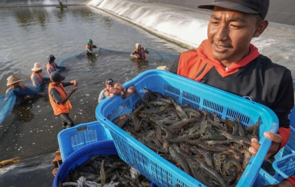 Sumbar Kebanjiran 15,6 Juta Benih Udang Vaname pada Juni 2023