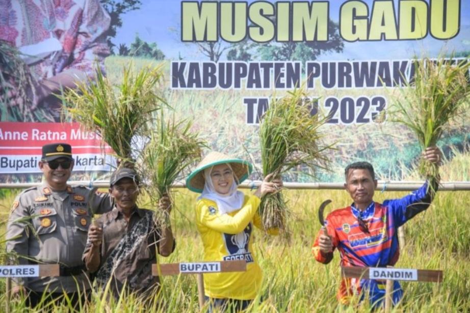 Purwakarta Diteropong Raup 52.336 Ton Gabah Saat Panen Raya Musim Gadu