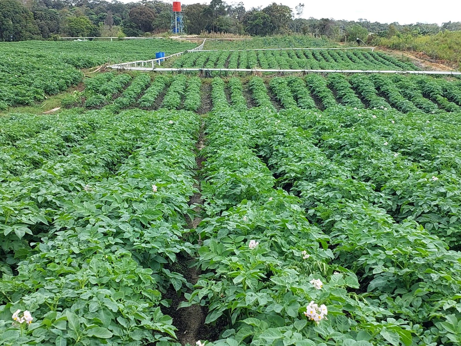 Petani Food Estate Hortikultura Humbahas: Siapa Bilang Kami Gagal?