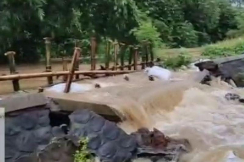 Tak Mampu Tahan Debit Air, Tanggul Sungai Piji dan Dawe di Kudus Jebol