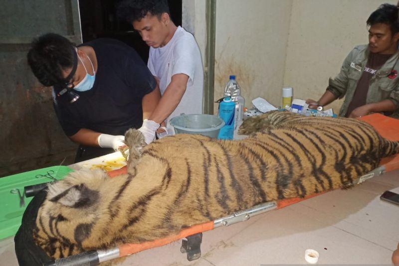 Korban Konflik, Harimau Sumatera Dewi Siundul Mati di Suaka Satwa Barumun
