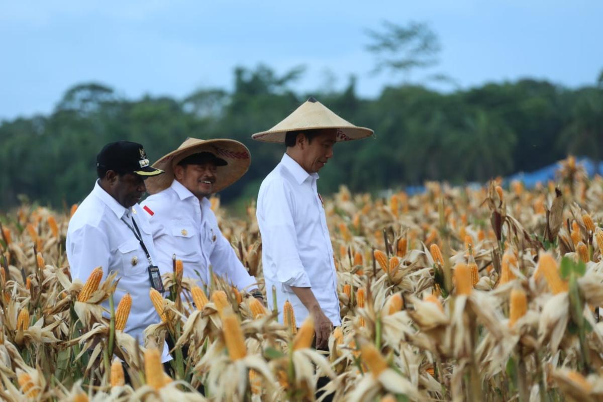 Jokowi Harap Food Estate Keerom Bisa Penuhi Kebutuhan Jagung Nasional