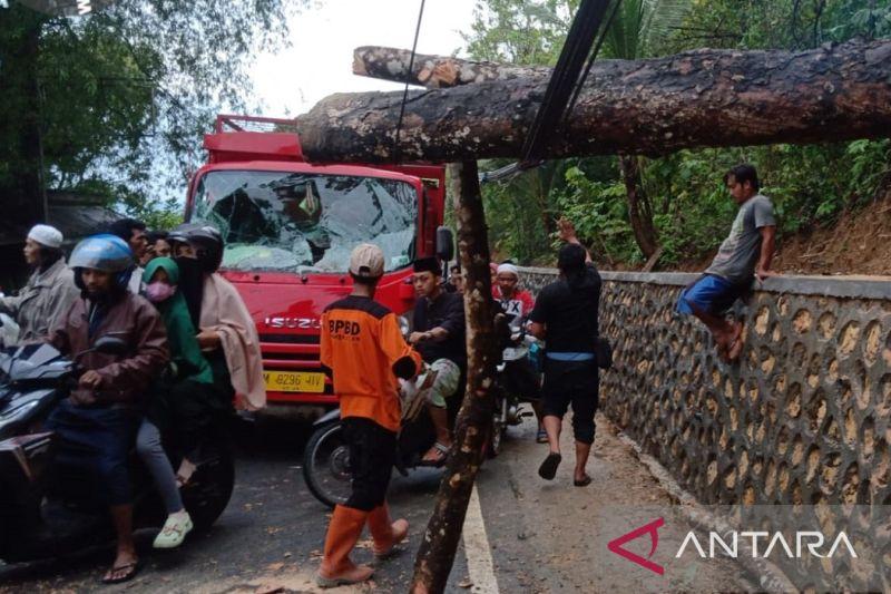 Akibat Angin Kencang dan Hujan Deras, 20 Pohon Tumbang di Kota Bogor