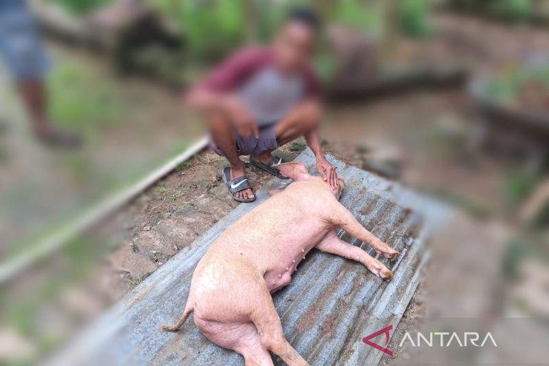 Geger! 256 Ekor Babi Mati mendadak karena Terpapar Virus Flu Babi Afrika