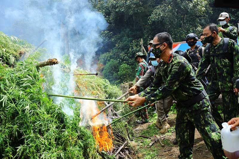BNN Musnahkan 20 Ribu Batang Ganja di Ladang Aceh