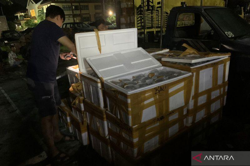 Polisi Telusuri Jaringan Penyelundup Ratusan Terumbu Karang di Bima