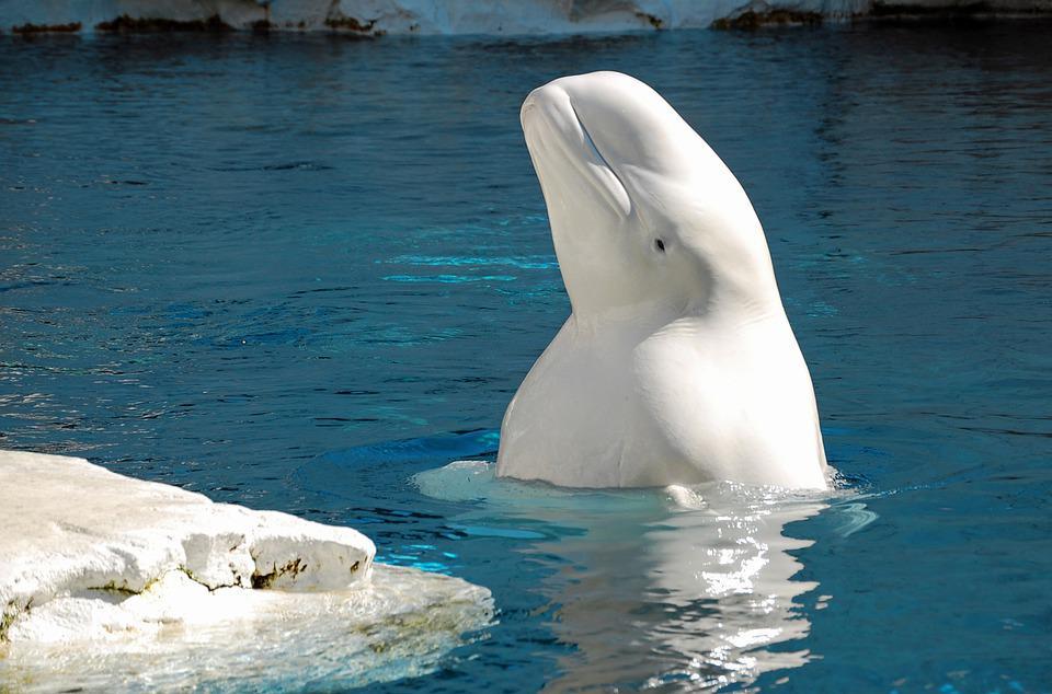 Paus Beluga yang Terdampar di Sungai Seine Prancis Menolak Makan
