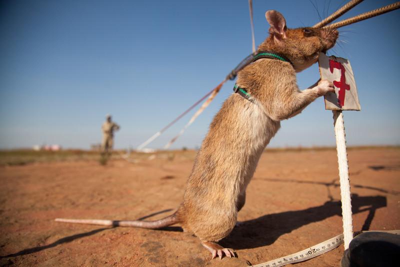 Wow! Tikus Kantong Raksasa Afrika Dilatih Sebagai Hewan Pelacak Korban Gempa Bumi