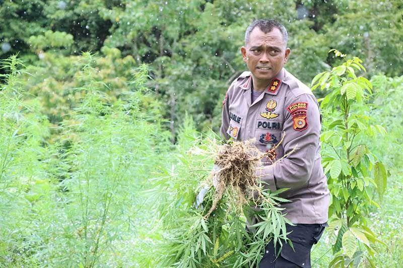 Polres Aceh Besar Musnahkan 3.000 Batang Tanaman Ganja di Ladang Seluas Empat Hektare