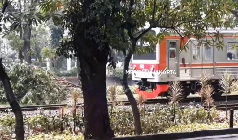 Pohon Tumbang Timpa Rel Kereta di Menteng Jakpus hingga Perjalanan KRL Kereta Terganggu