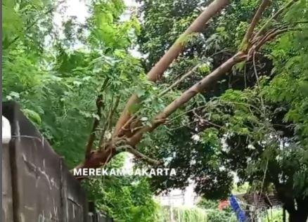 Pohon Tumbang di Kebon Kacang, Pejalan Kaki Takut Melintas